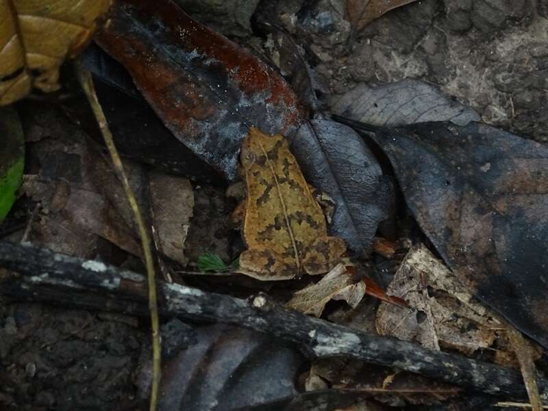 Image of Rhinella margaritifera (Laurenti 1768)