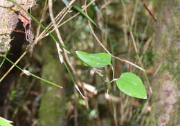 Plancia ëd Smilax vaginata Decne.