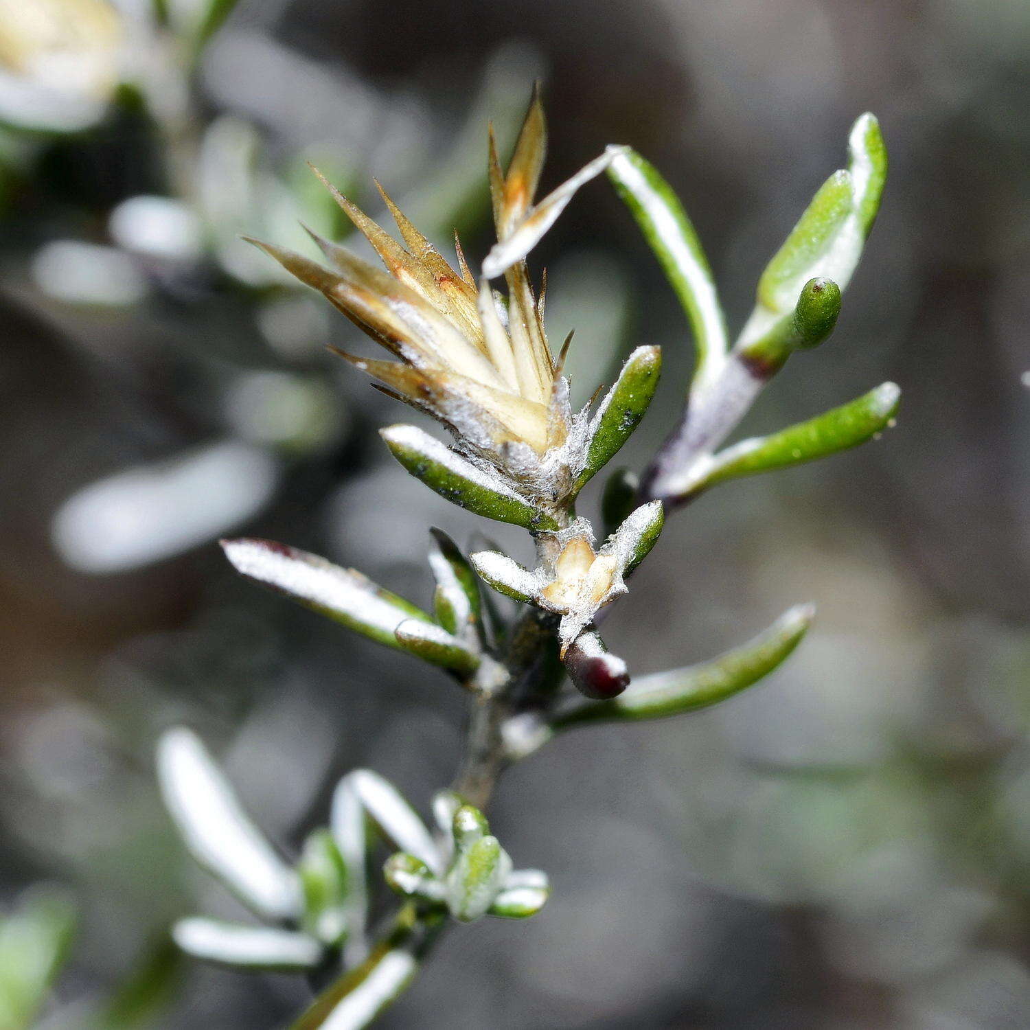 Image of Amphiglossa susannae M. Koekemoer