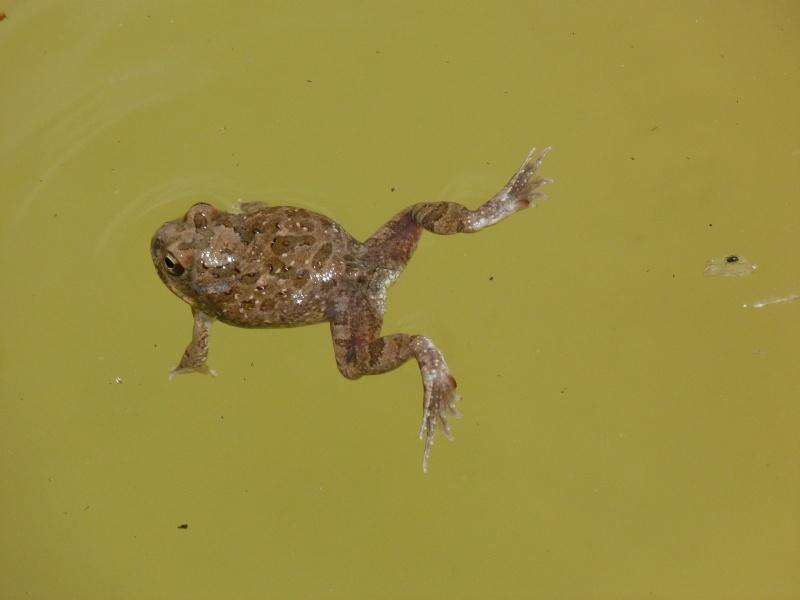 Image of Tandy's Sand Frog