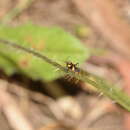 Image of Eurylomata speciosa (V. Signoret 1864)