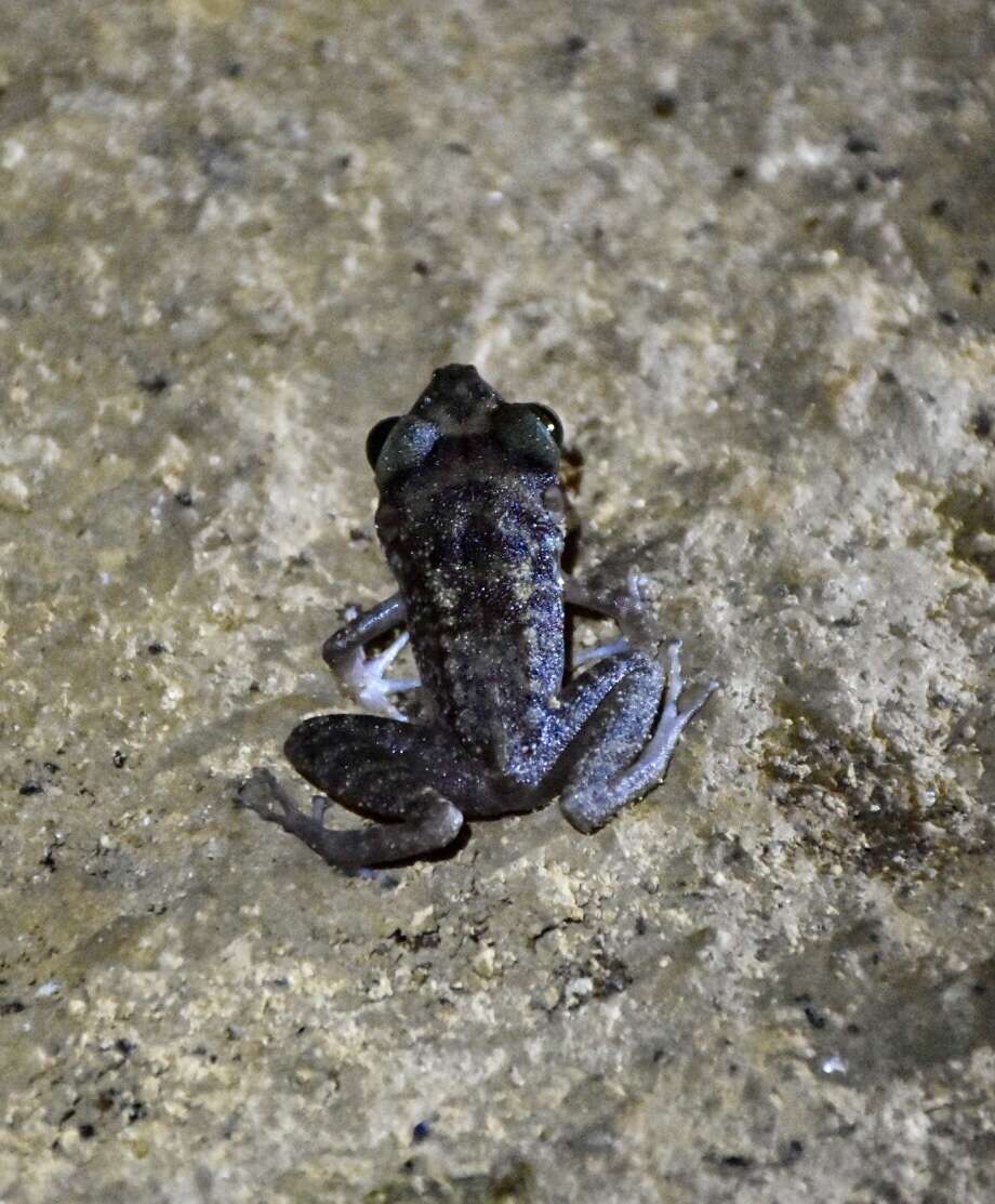 Image of Zeus' robber frog