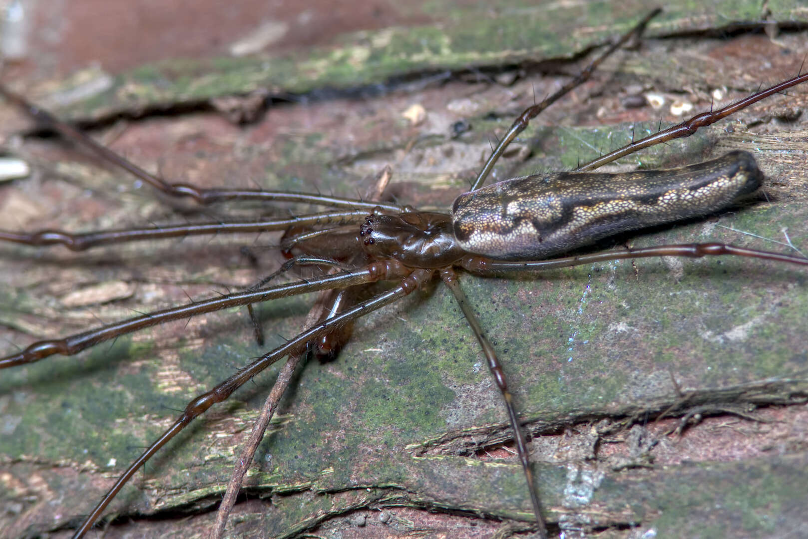 Image of Tetragnatha elongata Walckenaer 1841