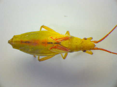 Image of <i>Myrmus miriformis</i> (Fallén 1807)