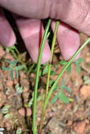 Plancia ëd Moraea polyanthos L. fil.