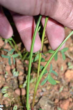 Image of Moraea polyanthos L. fil.