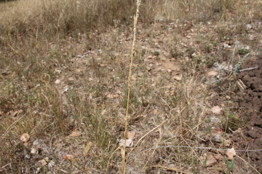 Image of slender dropseed
