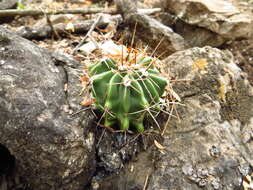 Image of Emory's barrel cactus