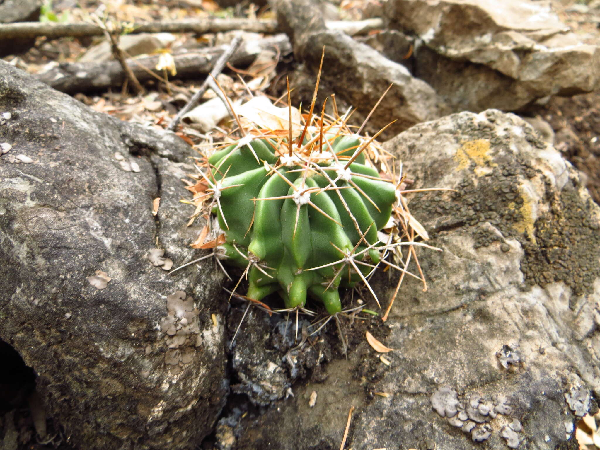 Image of Emory's barrel cactus