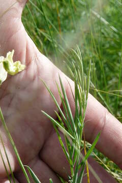 Image of Lathyrus pallescens (M. Bieb.) K. Koch