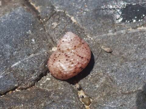 Image of Herpetopoma aspersum (Philippi 1846)