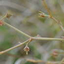 Rumex dumosus A. Cunn. ex Meisn.的圖片