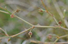 Rumex dumosus A. Cunn. ex Meisn.的圖片