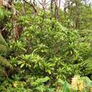 Imagem de Clermontia arborescens subsp. waihiae (Wawra) Lammers