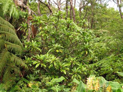 Слика од Clermontia arborescens (H. Mann) Hillebr.