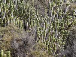 Euphorbia officinarum L. resmi