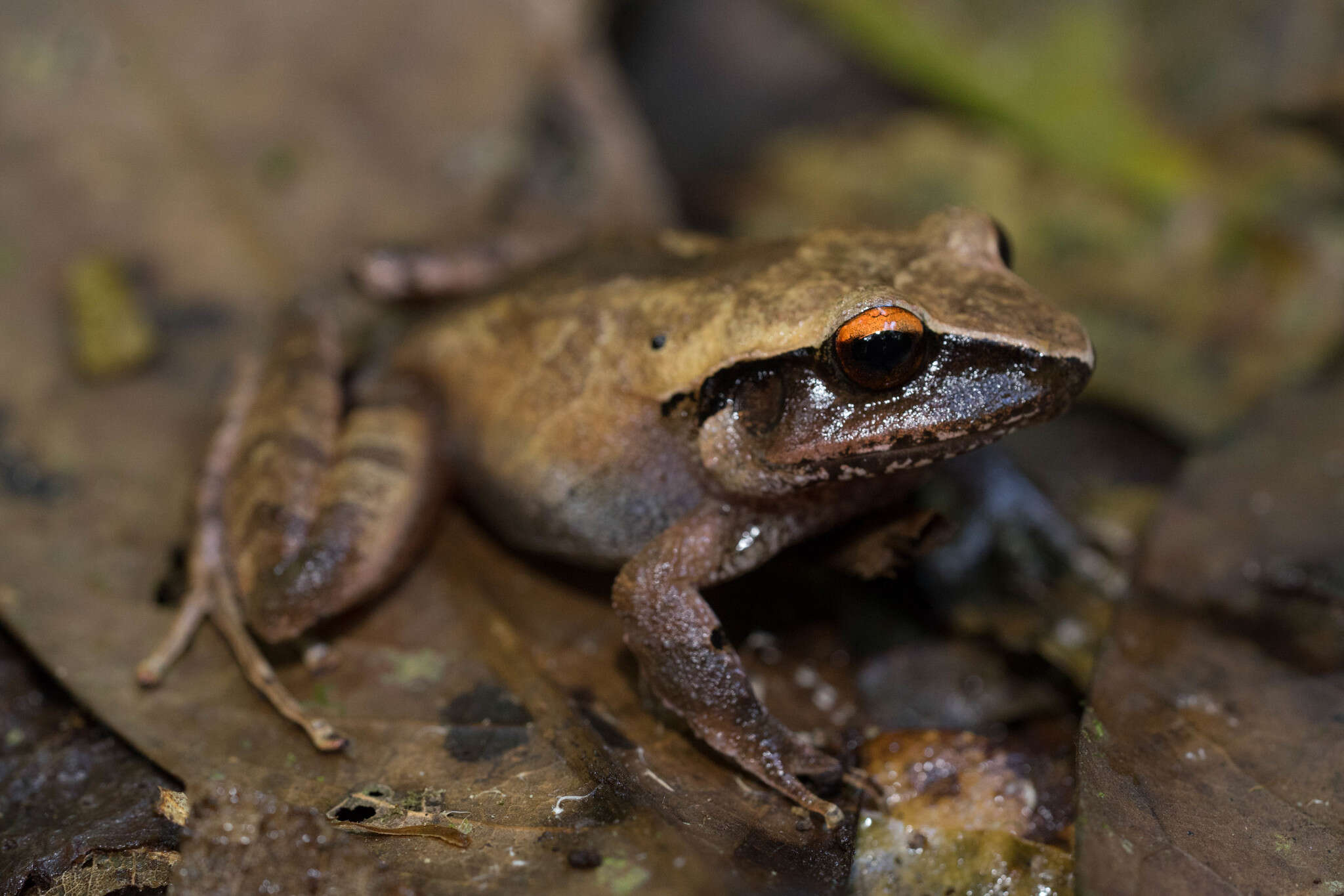 Слика од Craugastor lineatus (Brocchi 1879)