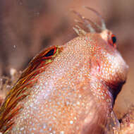 Imagem de Mimoblennius