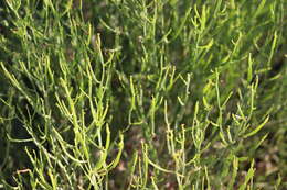 Image of Baccharis articulata (Lam.) Pers.