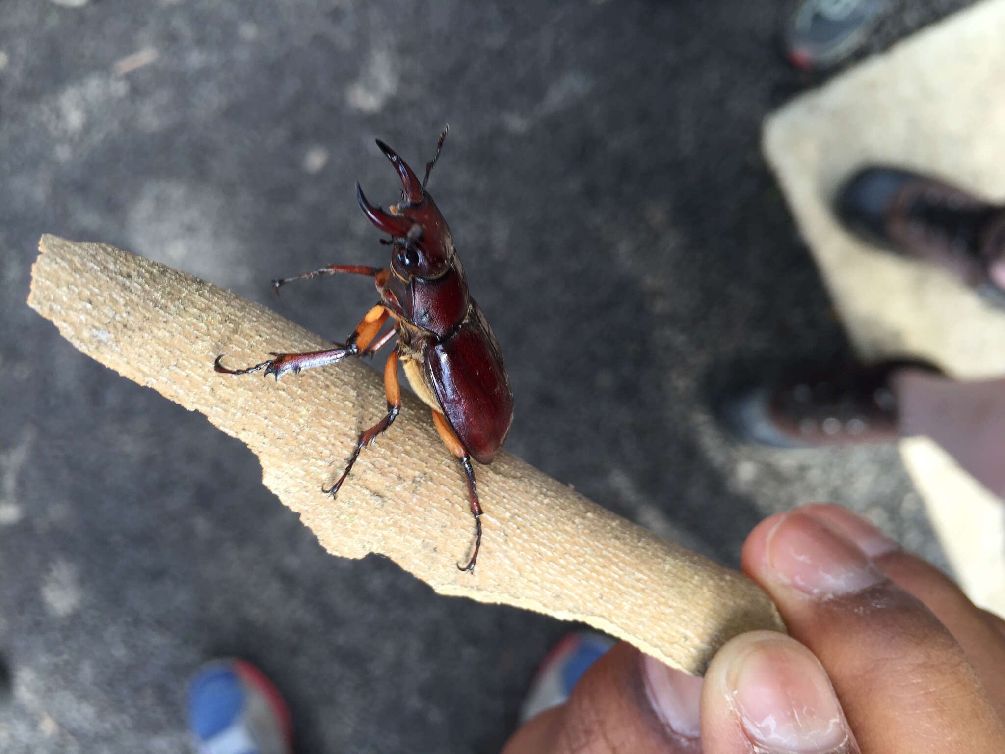 Lucanus (Pseudolucanus) capreolus (Linnaeus 1763)的圖片