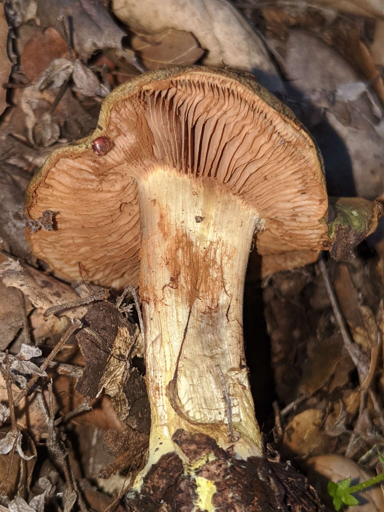 Image of Cortinarius viridirubescens M. M. Moser & Ammirati 1997