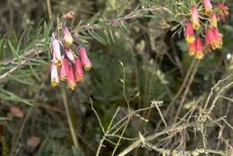 Image of Bomarea dulcis (Hook.) Beauverd