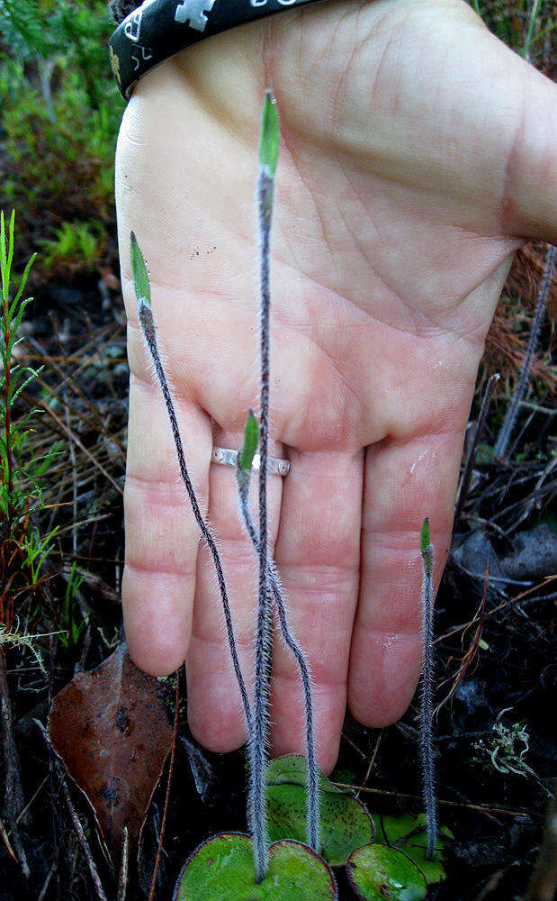 Image of Bartholina etheliae Bolus