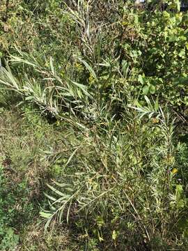 Image of Sandbar Willow