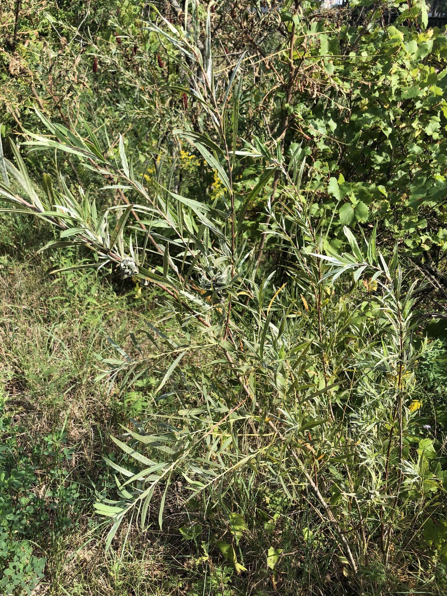 Image of Sandbar Willow