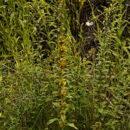 Image of anisescented goldenrod