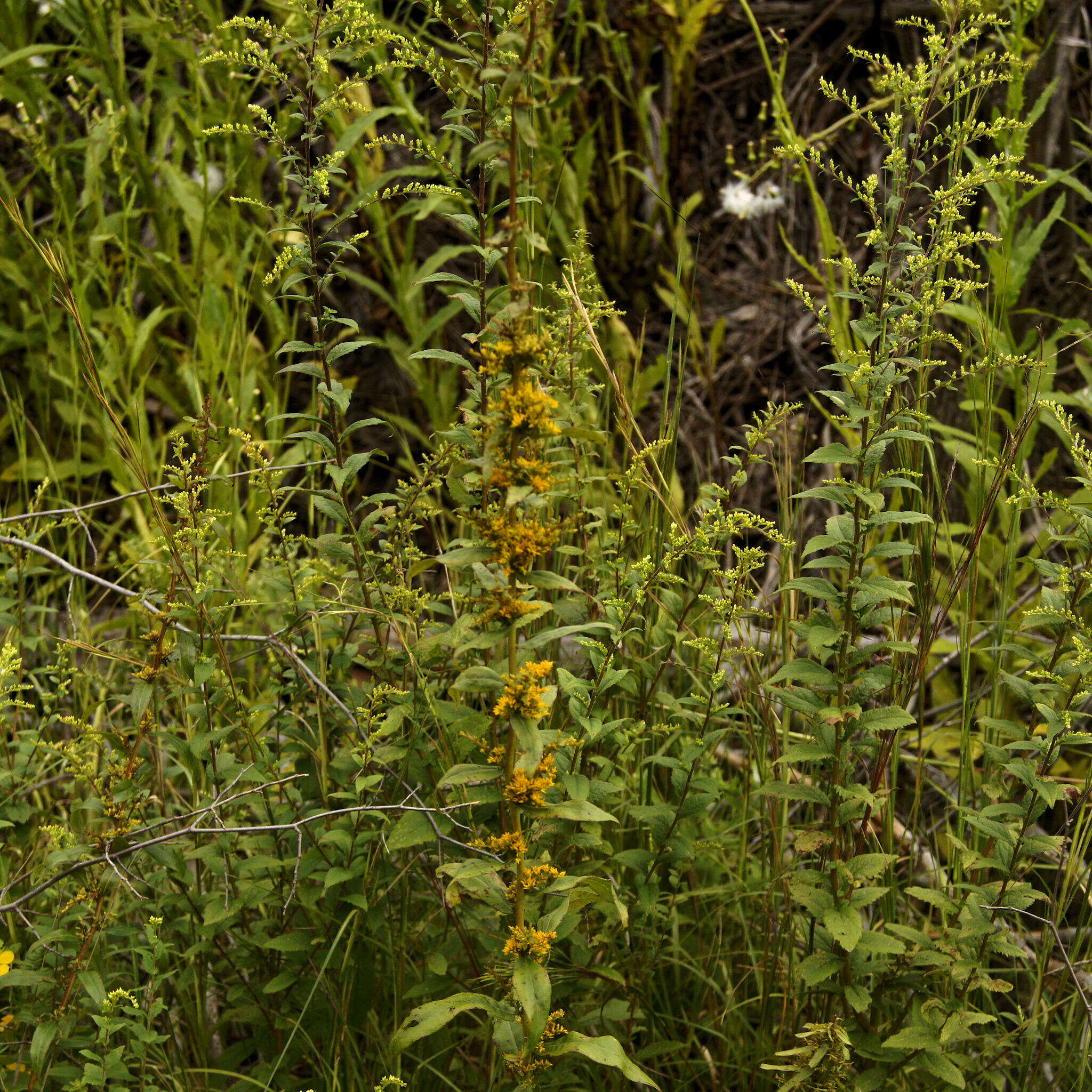 Image of anisescented goldenrod