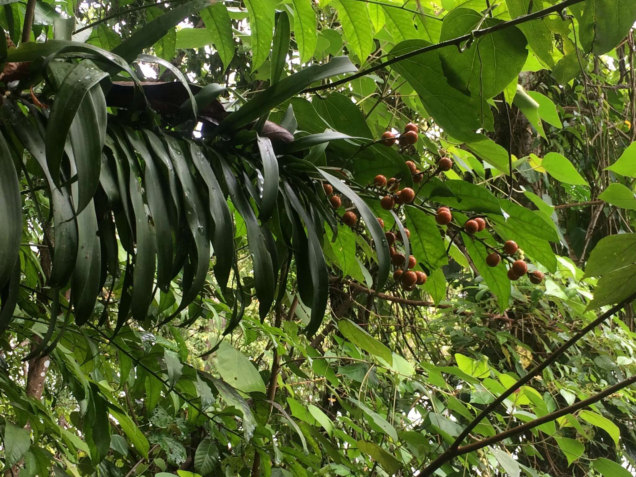 Слика од Dracaena angustifolia (Medik.) Roxb.