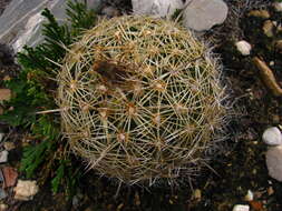 Image of Chihuahuan Foxtail Cactus