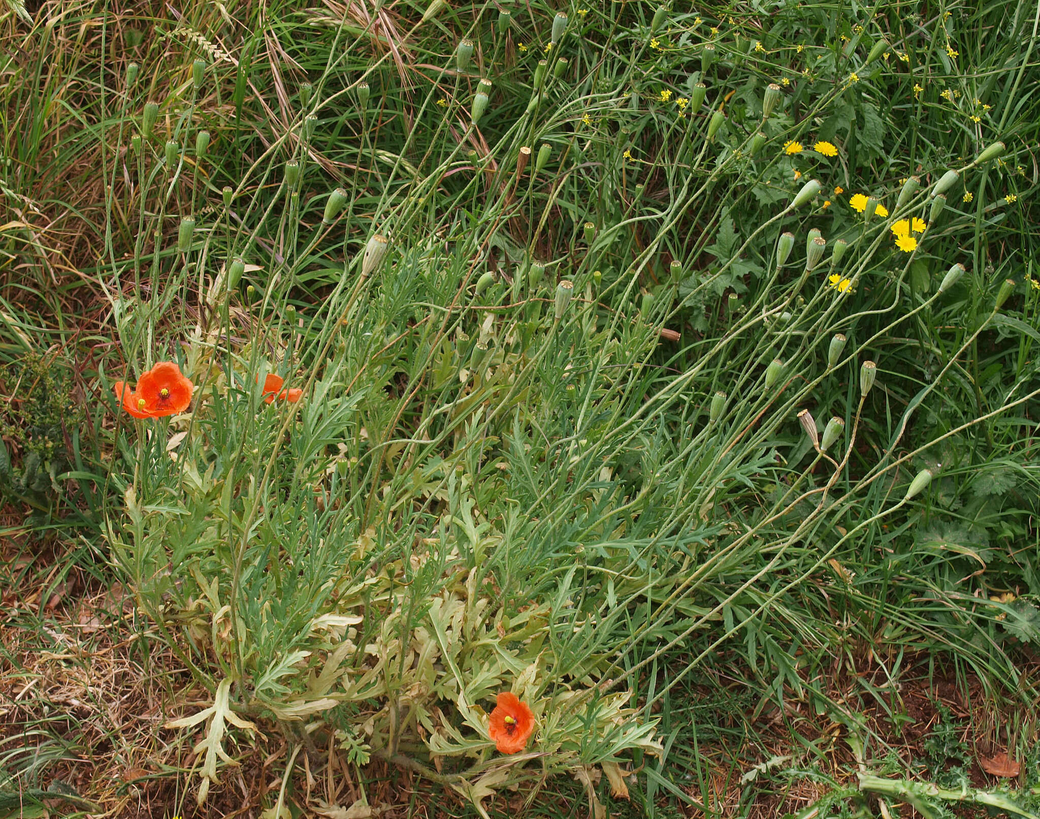 Image of Long-headed Poppy