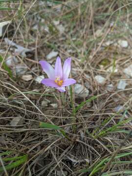 Image of Colchicum longifolium Castagne