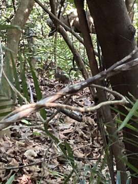 Image of Lesser Mouse-deer