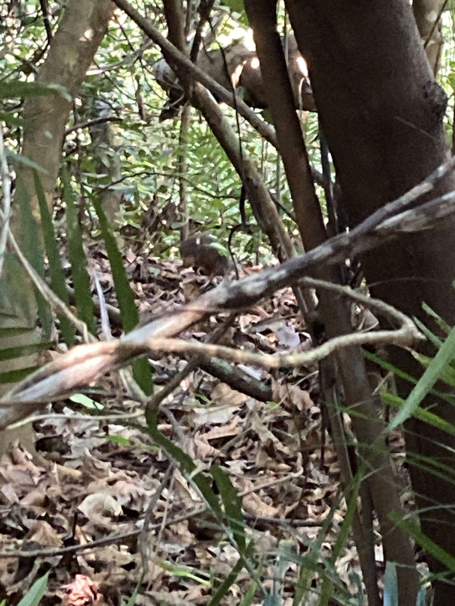 Image de Chevrotain kanchil