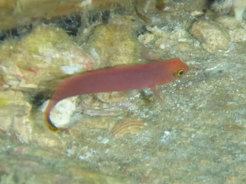 Image of Elongate dottyback