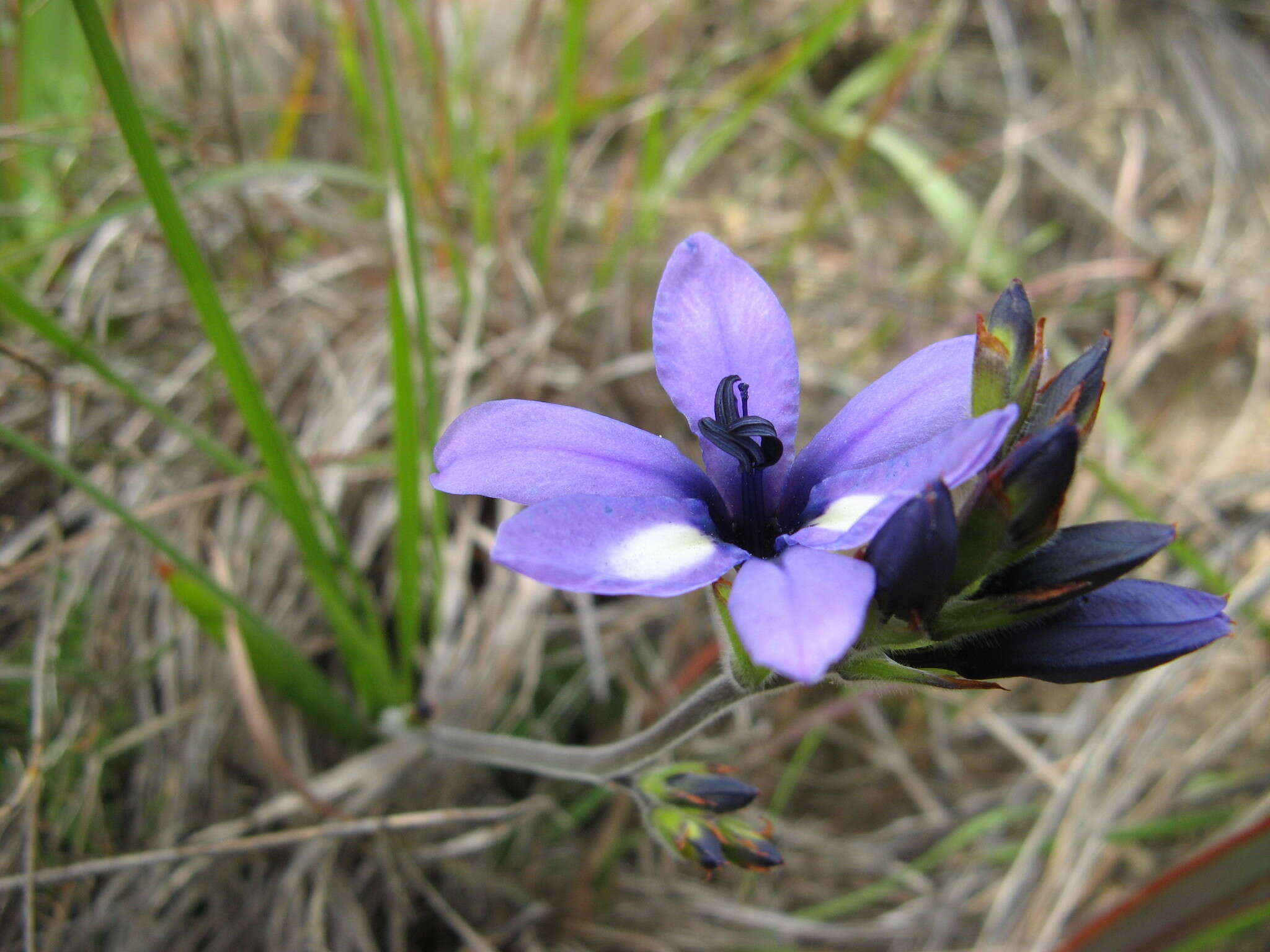 Image of Babiana fragrans (Jacq.) Steud.