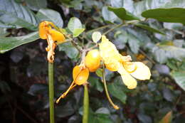 Image de Senna latifolia (G. Mey.) H. S. Irwin & Barneby