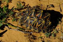 Image of Western Tent Tortoise