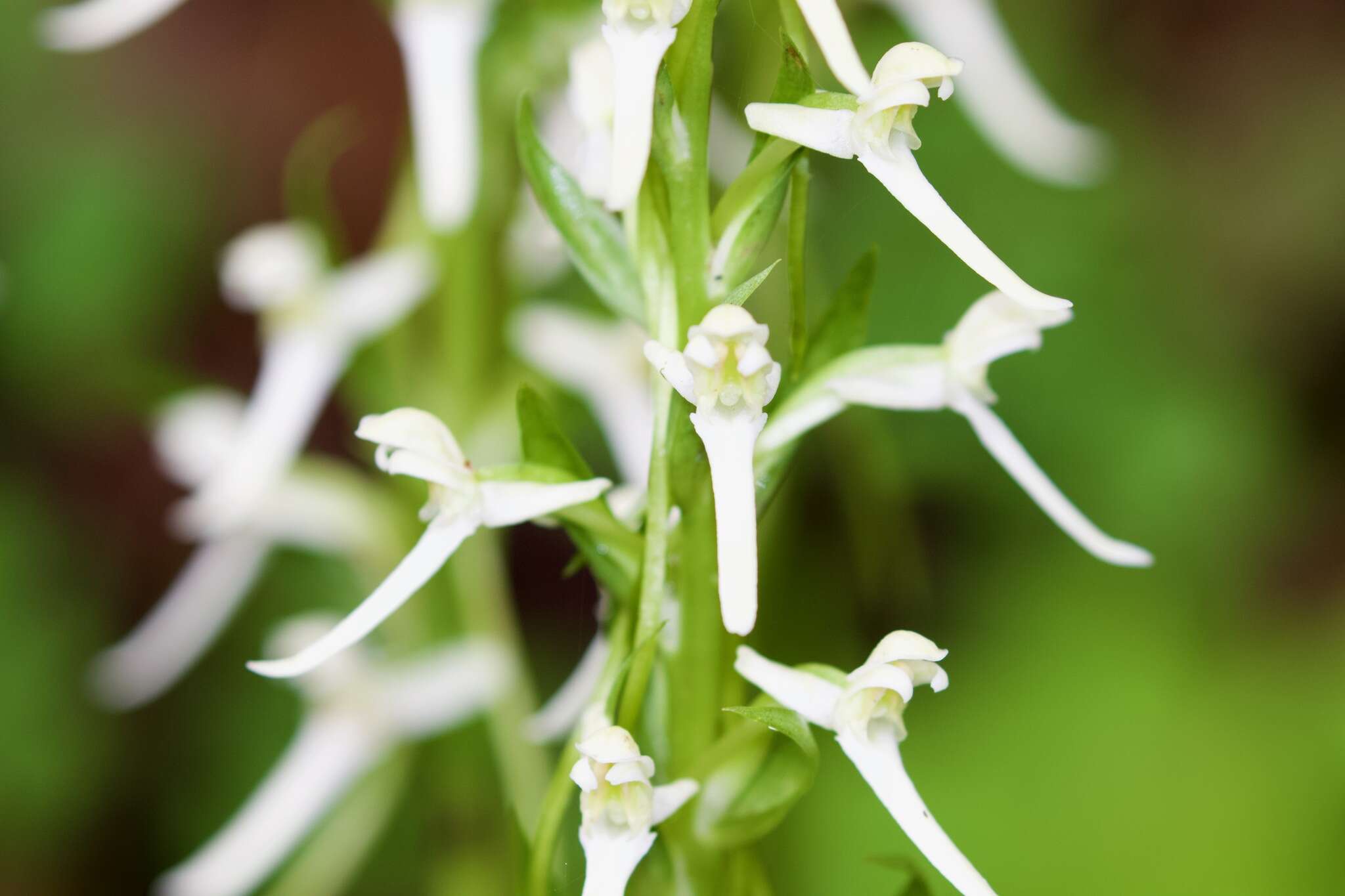 Слика од Platanthera japonica (Thunb.) Lindl.