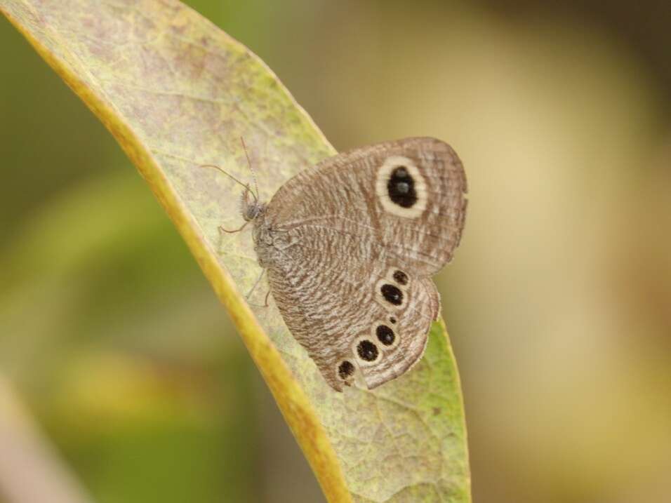 Image of Ypthima lisandra Cramer 1782