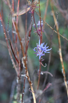 Image of Jasione heldreichii Boiss. & Orph.