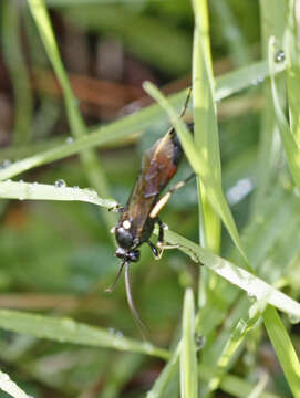 Image of Ctenichneumon divisorius (Gravenhorst 1820)