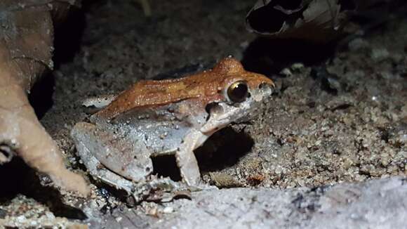 Image of Brown Foam-nest Frog