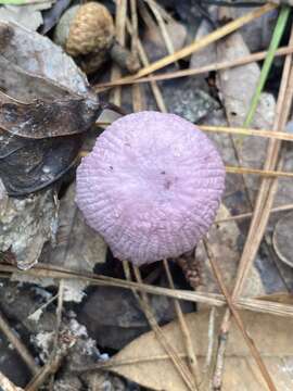 Imagem de Gymnopus iocephalus (Berk. & M. A. Curtis) Halling 1997