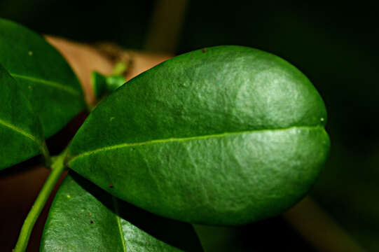 صورة Ilex obcordata Sw.