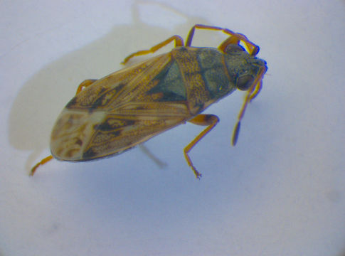 Image of <i>Peritrechus meridionalis</i> Puton & A. 1877