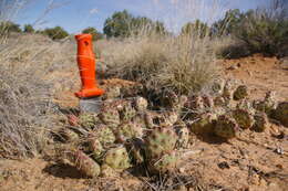 Image of Bulrush Canyon Prickly-pear